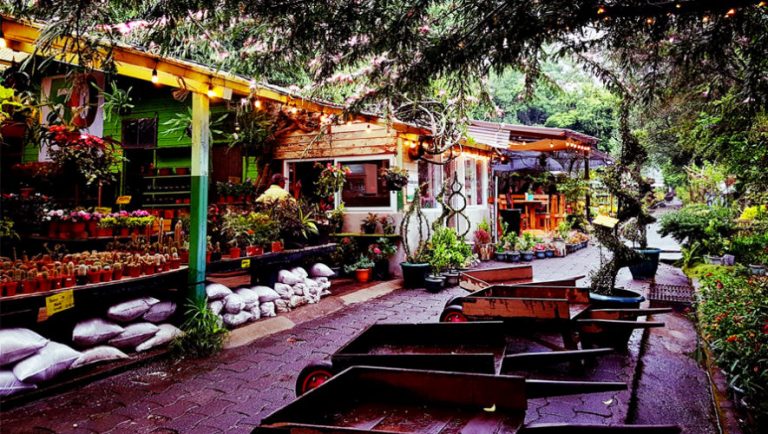 Conoce los viveros en la Ciudad de Guatemala