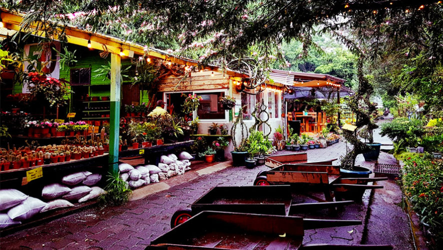 Conoce los viveros en la Ciudad de Guatemala