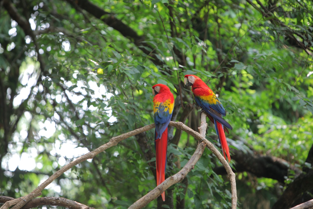 la biodiversidad en guatemala