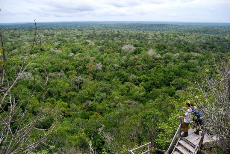 bosque en guatemala