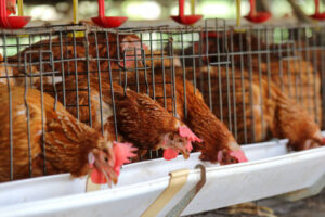 Innovaciones en la alimentación avícola