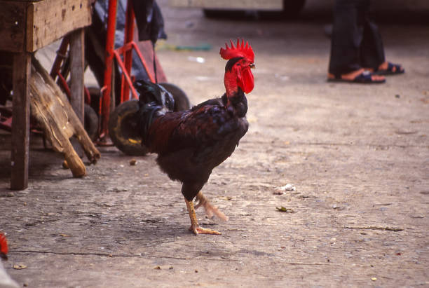 Avicultura en Guatemala