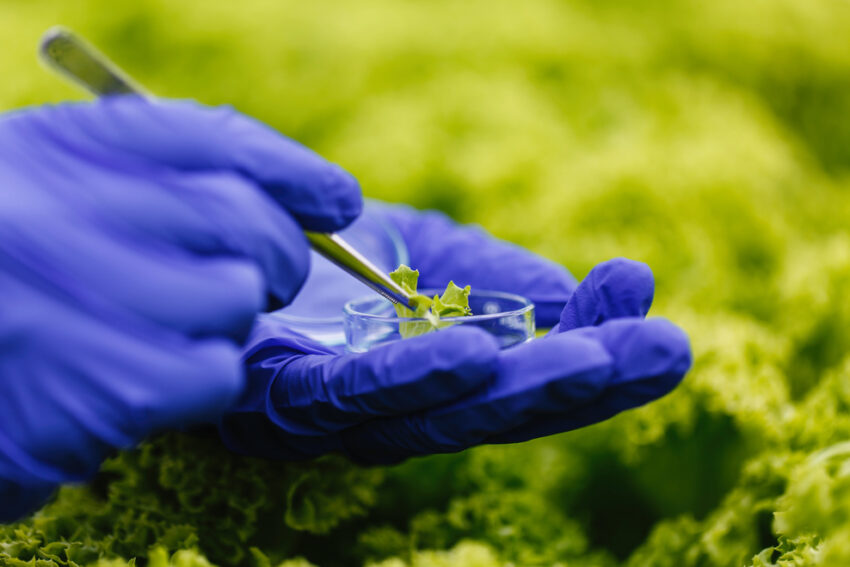 Alimentos del futuro
