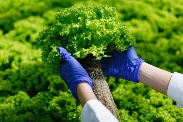 Nutrición con plantas