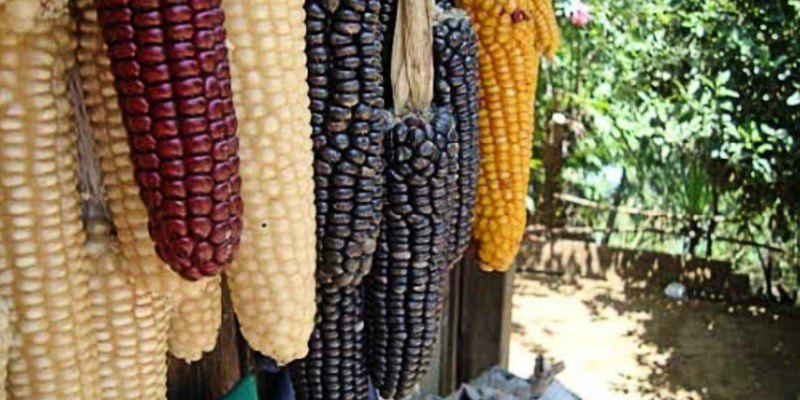maiz en guatemala