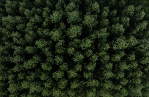 comunidades forestales