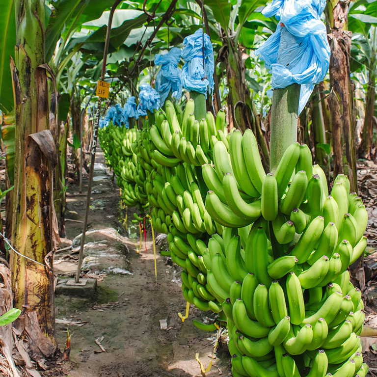 banano