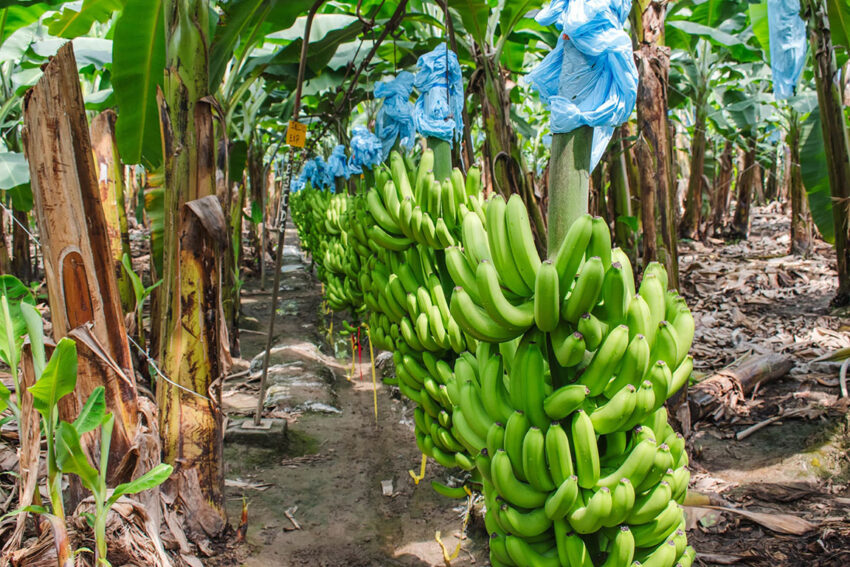 banano