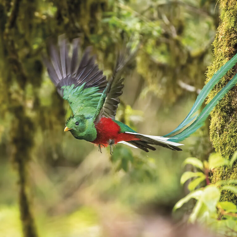 quetzal