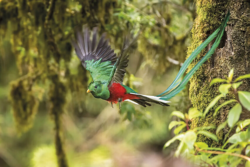 quetzal