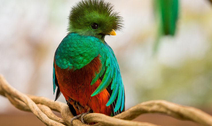 quetzal