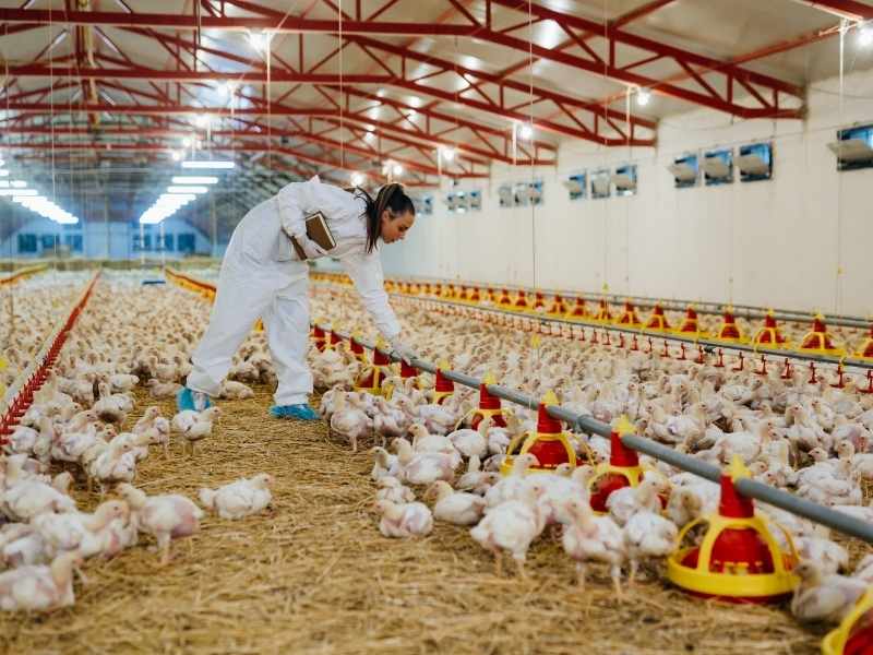 Trabajador con equipo de bioseguridad revisa pollos de engorda y comederos en nave, supervisando ambiente y manejo en granja de pollos.