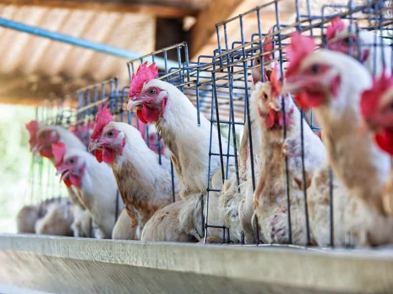 Gallinas ponedoras en jaulas con comederos y bebederos, sistema de producción avícola con control sanitario y de alimentación.