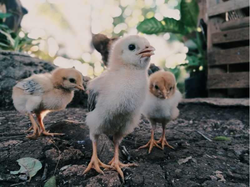 Pollitos caminando en exterior con vegetación, ejemplo de crianza de pollos en sistema de campo abierto y manejo básico.