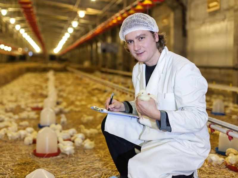 Técnica con ropa sanitaria inspecciona pollitos en nave avícola, controlando manejo y bioseguridad en producción de pollo a escala.